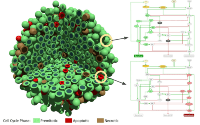 PerMedCoE: Exascale-ready cell-level simulations