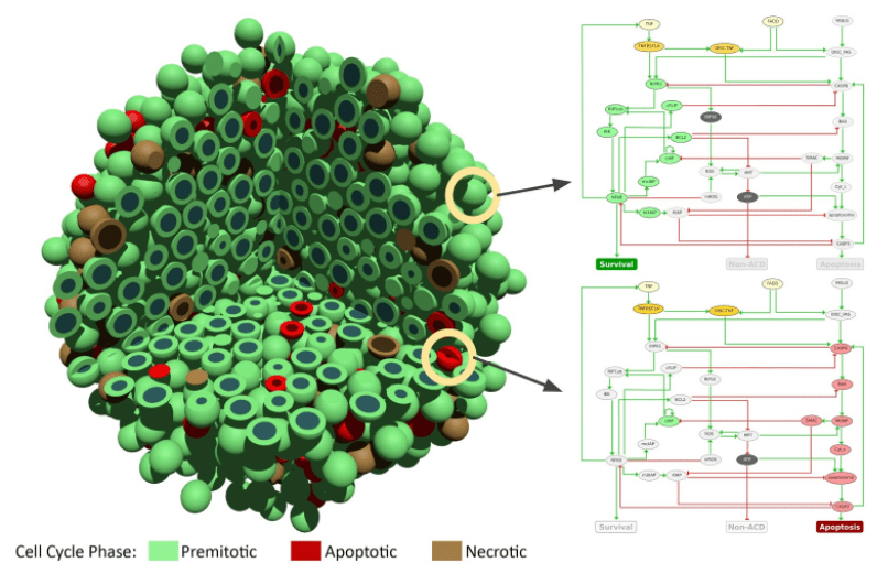 PerMedCoE: Exascale-ready cell-level simulations