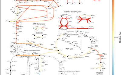 New publication: interrogating the effect of enzyme kinetics by constraint-based metabolic modeling