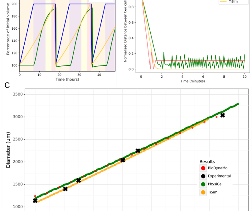 Benchmarking hackathon compares PerMedCoE’s Physicell tool with Chaste, BioDYnaMo and TiSim/CellSys tools 